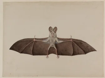Asian Lesser False Vampire Bat, c.1790