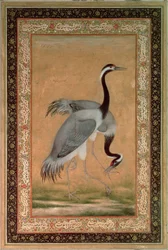 Cranes by Mansur, Jahangir Period, Mughal