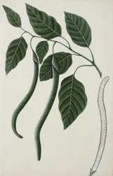 Fruit and Leaves of One of the Bignoniaceae