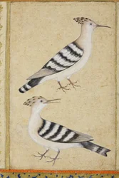 Hoopoes