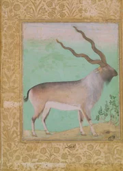 Ibex, Mughal