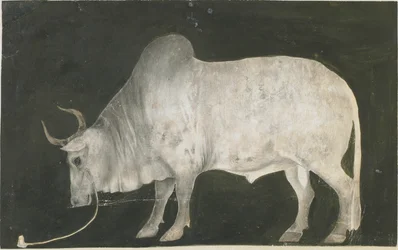 Indian Bull