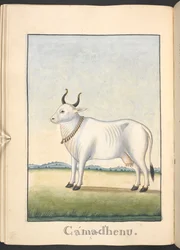 Kamadhenu, the cow of plenty