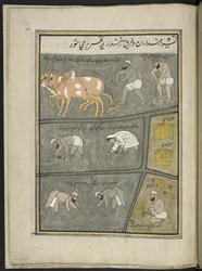 Ploughing; digging; transplanting paddy; harvesting