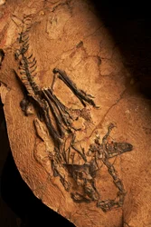 A Toothless Ceratosaur at the Institute of Vertebrate Paleontology and Paleoanthropology in Xiaotangshan, North Beijing, China