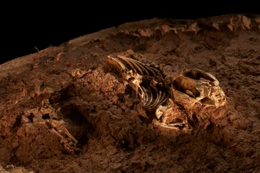 At the IVPP satellite facility in North Beijing, Tritylodonts, last of the mammal-like reptiles