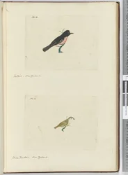 Fantail. New Zealand  Small Fantail. New Zealand, 1772-75