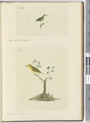 Small Fantail. New Zealand  Mocking Bird. New Zealand, 1772-75