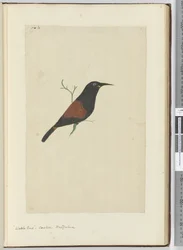 Wattle Bird. Cuckoo. New Zealand, 1772-75