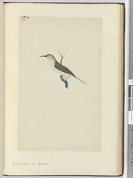 Small Cuckoo. New Zealand, 1772-75