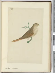 Gross Beak. New Zealand, 1772-75