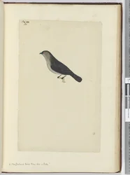 A New Zealand Bird Tame Like a Robin, 1772-75