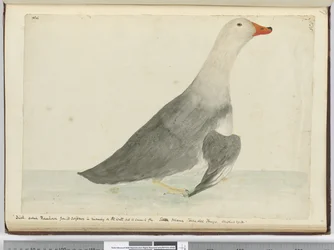 Duck Called Racehorse from Its Swiftness in Running on the Water but It Cannot Fly. Staten Island Tierra del Fuego. Weighed 29 lbs, 1772-75