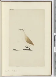 Small Plover. New Zealand, 1772-75