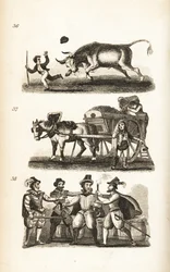 The Enraged Ox, the Dustman and the Taking of Guy Fawkes