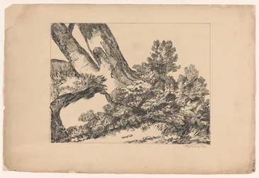 Vegetation Under a Tree