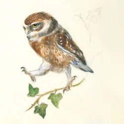 A Determined Owl