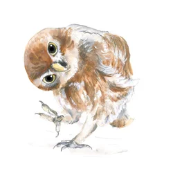 Curious Owl
