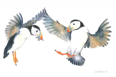 Dancing Puffins