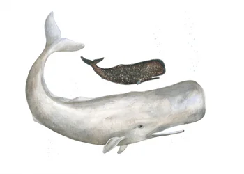 Gentle Ocean Giants
