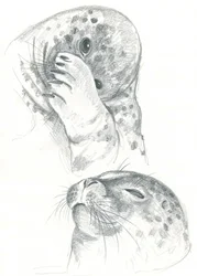 Grey Seals Drawing
