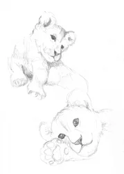 Lion Cubs