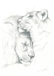 Lion Serenity