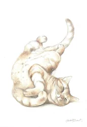Relaxed Cat