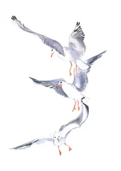 Seagull Flight