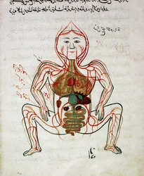 Arabic medicine: blood circulation and digestive system