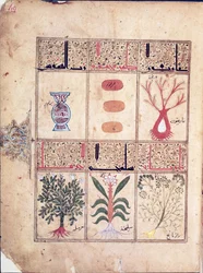 Plants from the Treatise of Theriac after Galen, 1217