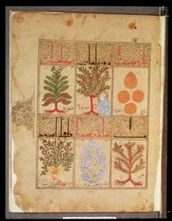 Medicinal plants for the theriac, from Treatise of Theriac after Galen, 1217
