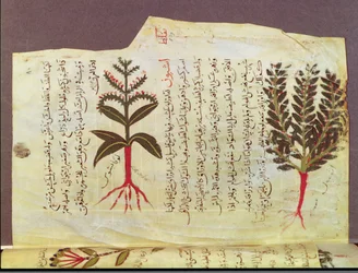 Plants from a treatise by Dioscorides, 13th century
