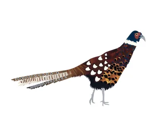 Pheasant, 2013