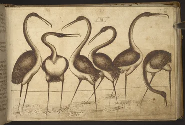 Birds, from Historia Animalium