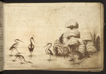 Add. 82955, f.26 Wading birds (