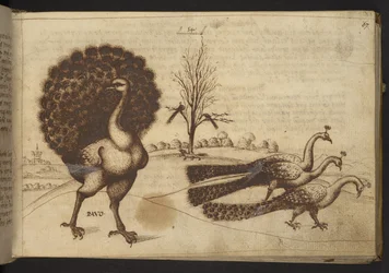Peacocks (