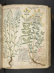 A herbal, Belluno