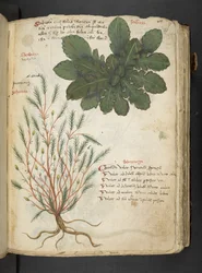 A herbal, Belluno