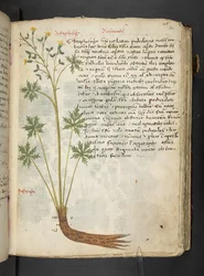 A herbal, Belluno