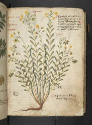 A herbal, Belluno