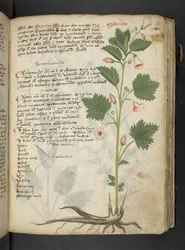 A herbal, Belluno