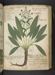 A herbal, Belluno