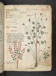 A Herbal, Belluno