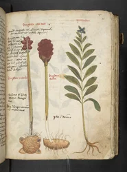 A Herbal, Belluno