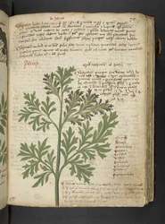 A Herbal, Belluno