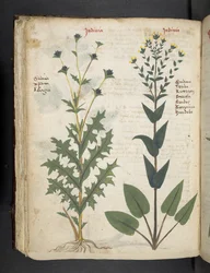 A Herbal, Belluno