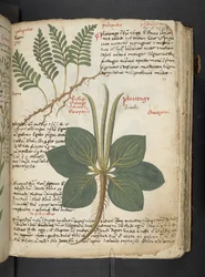 A Herbal, Belluno