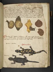 Chiocciole and Salamandra, from A Herbal, Belluno