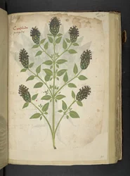 Consolida, from A Herbal, Belluno